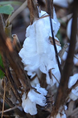 f:id:mitioyoneko:20170116092934j:image