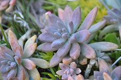 f:id:mitioyoneko:20170116092935j:image