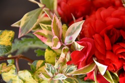 f:id:mitioyoneko:20170118094533j:image