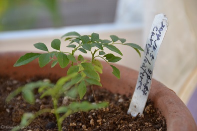 f:id:mitioyoneko:20170211092727j:image