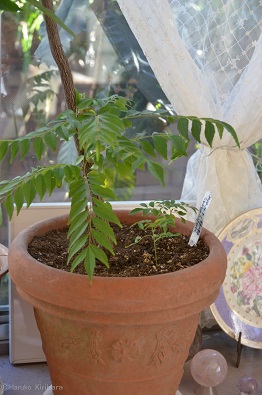 f:id:mitioyoneko:20170211092728j:image