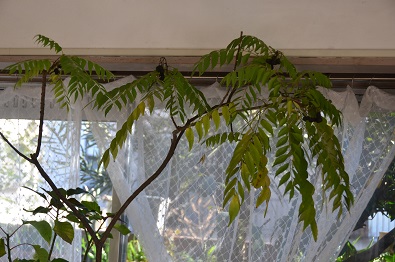 f:id:mitioyoneko:20170211095726j:image