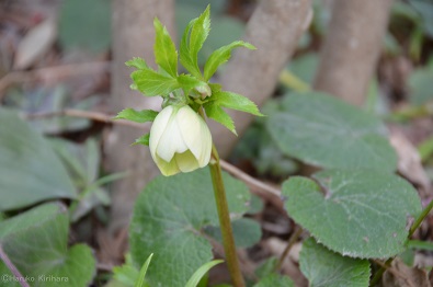 f:id:mitioyoneko:20170211160643j:image