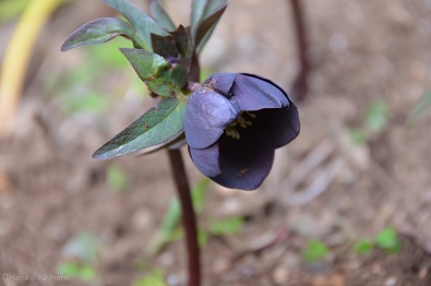 f:id:mitioyoneko:20170211160645j:image