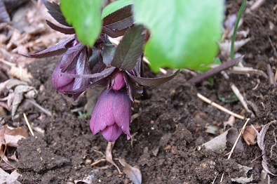 f:id:mitioyoneko:20170211160649j:image