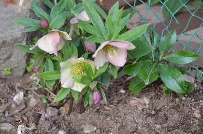 f:id:mitioyoneko:20170211160650j:image