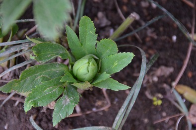 f:id:mitioyoneko:20170211161800j:image