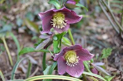 f:id:mitioyoneko:20170211165045j:image