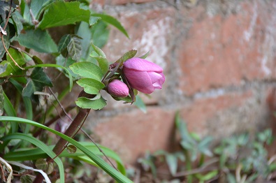 f:id:mitioyoneko:20170211165412j:image