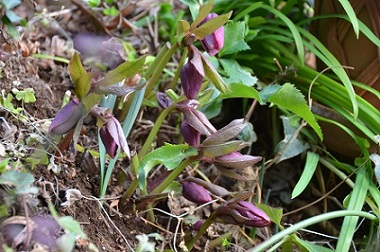 f:id:mitioyoneko:20170211165641j:image