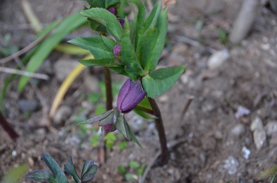 f:id:mitioyoneko:20170211171419j:image