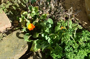 f:id:mitioyoneko:20170221101401j:image