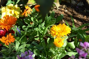 f:id:mitioyoneko:20170221101402j:image