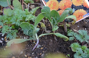 f:id:mitioyoneko:20170221101403j:image