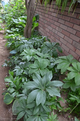 f:id:mitioyoneko:20170509163819j:image