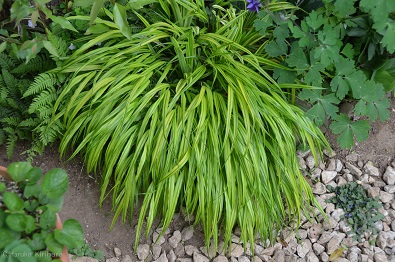 f:id:mitioyoneko:20170509163820j:image