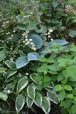 f:id:mitioyoneko:20170509163821j:image