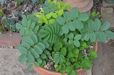 f:id:mitioyoneko:20170509163822j:image