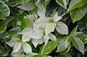 f:id:mitioyoneko:20170509163823j:image