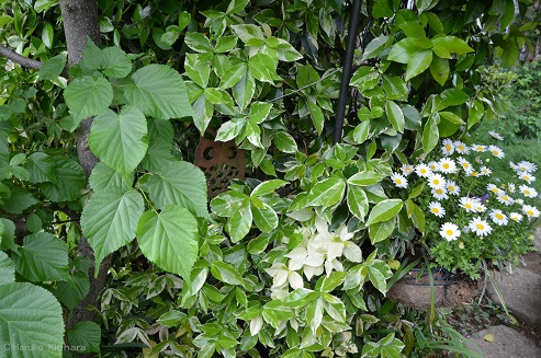 f:id:mitioyoneko:20170509163824j:image