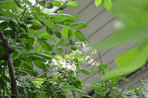 f:id:mitioyoneko:20170514101434j:image