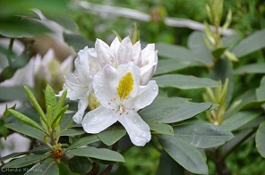 f:id:mitioyoneko:20170514101445j:image