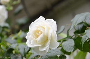 f:id:mitioyoneko:20170514101446j:image