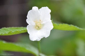 f:id:mitioyoneko:20170514101447j:image