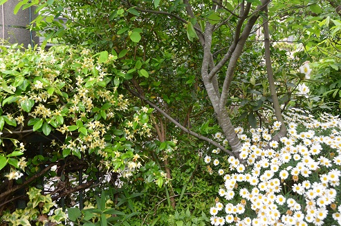 f:id:mitioyoneko:20170514101700j:image