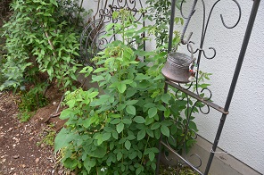 f:id:mitioyoneko:20170514101737j:image