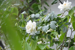 f:id:mitioyoneko:20170514103656j:image