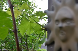 f:id:mitioyoneko:20170514103657j:image