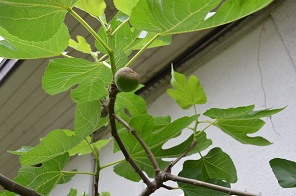 f:id:mitioyoneko:20170514105217j:image