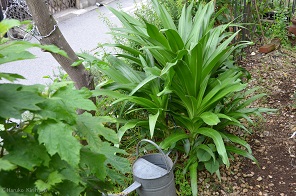 f:id:mitioyoneko:20170514105328j:image