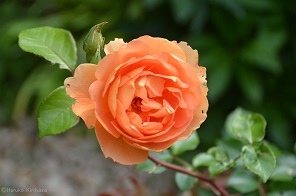 f:id:mitioyoneko:20170516092729j:image f:id:mitioyoneko:20170516092729j:image