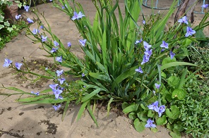 f:id:mitioyoneko:20170516092730j:image f:id:mitioyoneko:20170516092730j:image