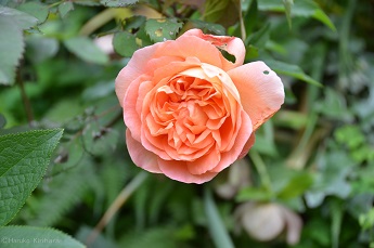 f:id:mitioyoneko:20170516102010j:image f:id:mitioyoneko:20170516102010j:image