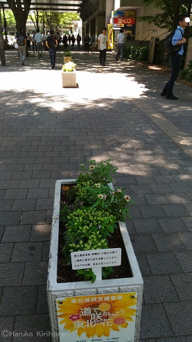 f:id:mitioyoneko:20170714220904j:image f:id:mitioyoneko:20170714220904j:image