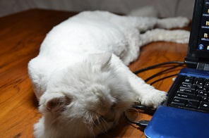 f:id:mitioyoneko:20170721224455j:image