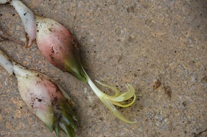 f:id:mitioyoneko:20170830091335j:image f:id:mitioyoneko:20170830091335j:image