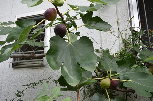 f:id:mitioyoneko:20170830174035j:image f:id:mitioyoneko:20170830174035j:image