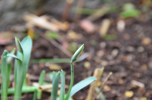 f:id:mitioyoneko:20171208101426j:image