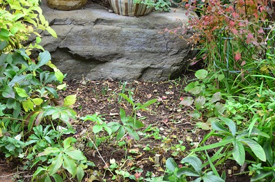 f:id:mitioyoneko:20171208101429j:image