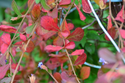 f:id:mitioyoneko:20171208101432j:image