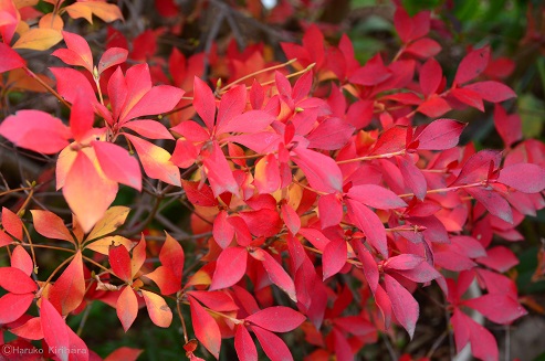 f:id:mitioyoneko:20171208101435j:image