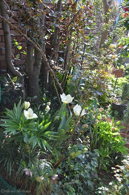 f:id:mitioyoneko:20180329110712j:image