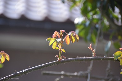 f:id:mitioyoneko:20180329110715j:image