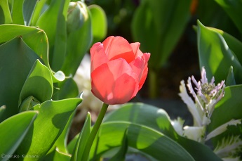 f:id:mitioyoneko:20180329110718j:image