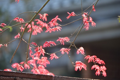 f:id:mitioyoneko:20180329110723j:image