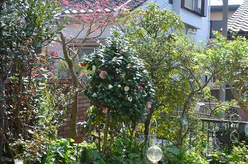 f:id:mitioyoneko:20180329110726j:image